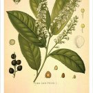 Cherry Laurel Vintage Botanical Floral Illustration Art Poster 20x30
