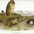 Prairie Dog, Prairie Marmot-Squirrel by John James Audubon Vintage Illustration