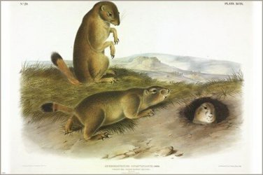 Prairie Dog, Prairie Marmot-Squirrel by John James Audubon Vintage Illustration