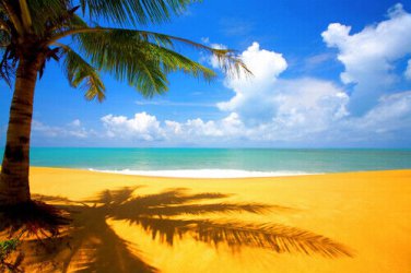 PALM TREE AND SHADOW poster BLUE SKY CLOUDS turquoise sea golden sand 20x30
