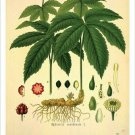 Goldenseal Vintage Botanical Floral Illustration Art Poster 20x30
