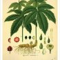 Goldenseal Vintage Botanical Floral Illustration Art Poster 20x30
