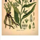 Comfrey Vintage Botanical Floral Illustration Art Poster 20x30