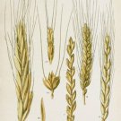 WHEAT DURAM botanical poster OLD SCHOOL collectors scientific 20x30 UNIQUE