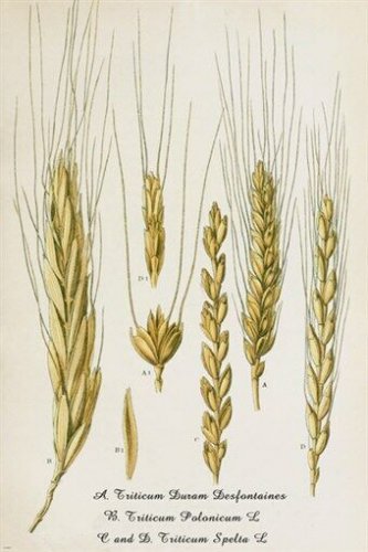 WHEAT DURAM botanical poster OLD SCHOOL collectors scientific 20x30 UNIQUE