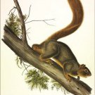 Red-tailed squirrel by John James Audubon Vintage Illustration Art Poster 20x30