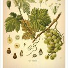 Grape Vintage Botanical Floral Illustration Art Poster 20x30