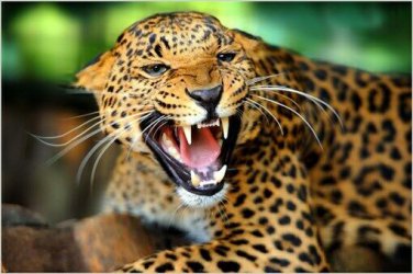 WILD LEOPARD inspirational animal poster BEAUTIFUL COAT 20x30 rare DANGEROUS