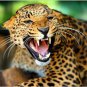 WILD LEOPARD inspirational animal poster BEAUTIFUL COAT 20x30 rare DANGEROUS