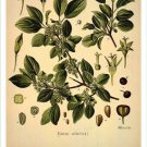 Buckthorn Vintage Botanical Floral Illustration Art Poster 20x30