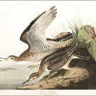 Bartram Sandpiper by John James Audubon Vintage Illustration Art Poster 20x30