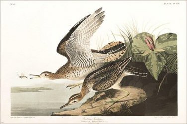 Bartram Sandpiper by John James Audubon Vintage Illustration Art Poster 20x30