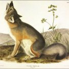 Swift Fox by John James Audubon Vintage Illustration Art Poster 20x30