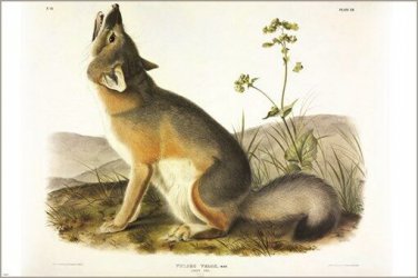 Swift Fox by John James Audubon Vintage Illustration Art Poster 20x30