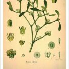 Mistletoe Vintage Botanical Floral Illustration Art Poster 20x30