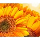 GOLDEN SUNFLOWERS photo poster BOTANICAL prized FRESH new BEAUTIFUL 20x30