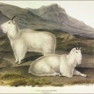 Rocky Mountain Goat by John James Audubon Vintage Illustration Art Poster 20x30
