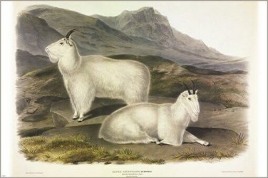Rocky Mountain Goat by John James Audubon Vintage Illustration Art Poster 20x30