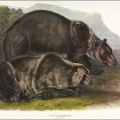 Grizzly Bear by John James Audubon Vintage Illustration Art Poster 20x30