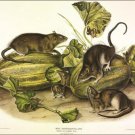 Brown or Norway Rat by John James Audubon Vintage Illustration Art Poster 20x30