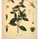 Peppermint Vintage Botanical Floral Illustration Art Poster 20x30