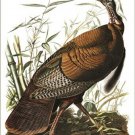 Wild Turkey by John James Audubon Vintage Illustration Art Poster 20x30