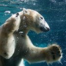 swimming polar bear ANIMAL PHOTO POSTER kid friendly naturalistic 20x30 HOT
