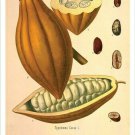 Cacao Vintage Botanical Floral Illustration Art Poster 20x30
