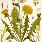 dandelion flower CLASSIC BOTANICAL POSTER scientific RARE top notch 20x30