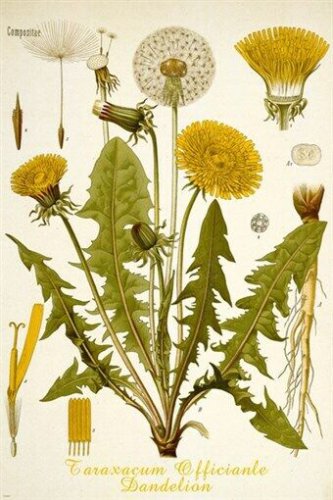 dandelion flower CLASSIC BOTANICAL POSTER scientific RARE top notch 20x30