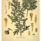Absinthium Vintage Botanical Floral Illustration Art Poster 20x30