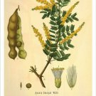Gum Arabic Vintage Botanical Floral Illustration Art Poster 20x30