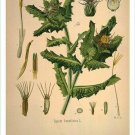 Blessed Thistle Vintage Botanical Floral Illustration Art Poster 20x30