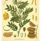 Alexandrian Senna Vintage Botanical Floral Illustration Art Poster 20x30