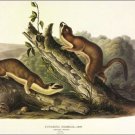 Bridled Weasel by John James Audubon Vintage Illustration Art Poster 20x30