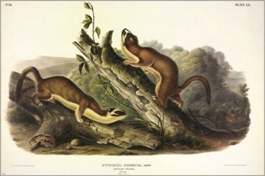 Bridled Weasel by John James Audubon Vintage Illustration Art Poster 20x30