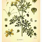 Rue Vintage Botanical Floral Illustration Art Poster 20x30