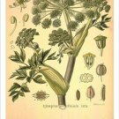 Angelica Vintage Botanical Floral Illustration Art Poster 20x30