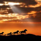 WILD HORSES RUNNING poster SUNSET sunbeams billowy clouds TAILS new 20x30