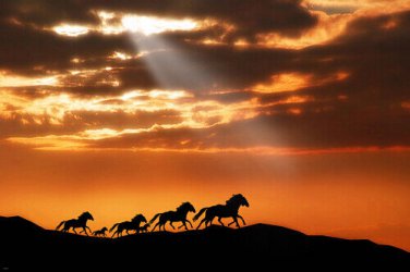 WILD HORSES RUNNING poster SUNSET sunbeams billowy clouds TAILS new 20x30
