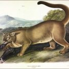 Cougar (male) by John James Audubon Vintage Illustration Art Poster 20x30