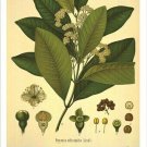 Allspice Vintage Botanical Floral Illustration Art Poster 20x30