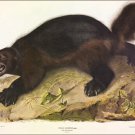 Wolverine by John James Audubon Vintage Illustration Art Poster 20x30