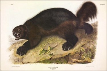 Wolverine by John James Audubon Vintage Illustration Art Poster 20x30