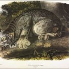Geoff Canada Lynx by John James Audubon Vintage Illustration Art Poster 20x30