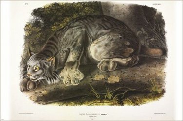 Geoff Canada Lynx by John James Audubon Vintage Illustration Art Poster 20x30