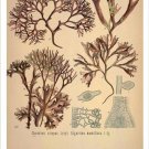 Irish Moss Vintage Botanical Floral Illustration Art Poster 20x30