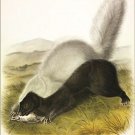 Texan Skunk by John James Audubon Vintage Illustration Art Poster 20x30 Texan Skunk by John James Audubon Vintage Illustration Art Poster 20x30