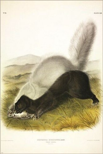 Texan Skunk by John James Audubon Vintage Illustration Art Poster 20x30