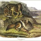 Prairie Wolf by John James Audubon Vintage Illustration Art Poster 20x30